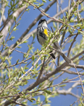 Yellow rumped Warbler